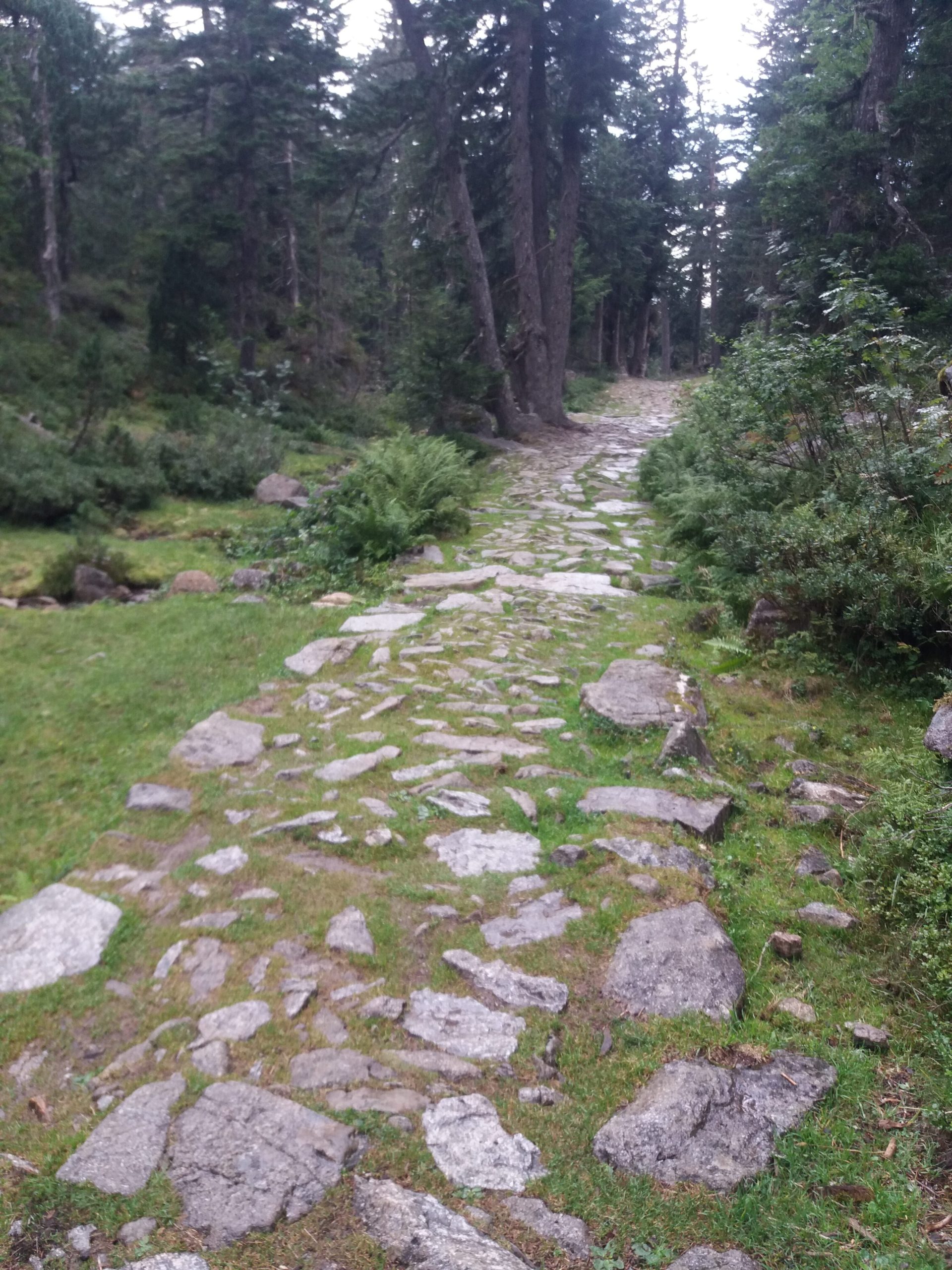 Chemin dans la nature